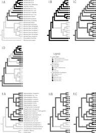 Image result for Trachyphrynium braunianum