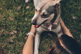 97 отметок «нравится», 6 комментариев — one green planet (@onegreenplanet) в instagram: Pet Industry Insights According To The American Pet Products By Qara Qara Medium