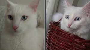 Kedilerde Toksoplazma Gondii Hastaligi Nedir Kedi Bakimi Ve Toxoplasma Gondii Youtube