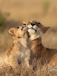 Love By Serhat Demiroglu Photography Animals Animals Beautiful Cute Animals
