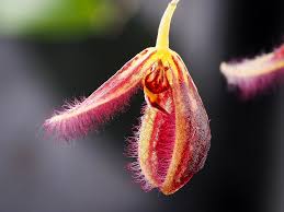 Image result for Polystachya aconitiflora