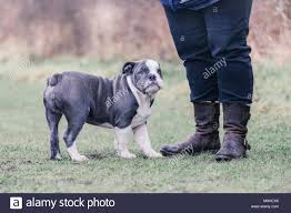 It is a mix of the english bulldog my olde english bulldog is currently 1 years old. Blue Deutsch Britische Bulldogge Welpen Fur Einen Spaziergang Auf Dem Land Grossbritannien Stockfotografie Alamy