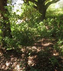 Image result for Rinorea angustifolia