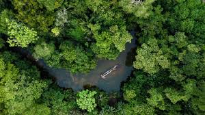 Der amazonas regenwald ist derzeit ein großes thema, da unzählige waldbrände diese schöne in südamerika brennt der amazonas regenwald. Amazonas Regenwald Stosst Jetzt Mehr Co2 Aus Als Er Absorbiert Tierwelt