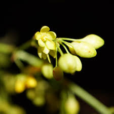 Image result for Campylospermum