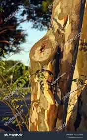 Image result for Caesalpinia ferrea