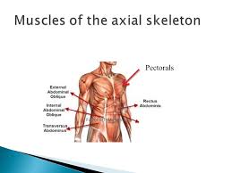 There is a printable worksheet available for download here so you can take the quiz with pen and paper. Explore The Scientific Names Of The Muscles Of The Body Identify And Explain The Differences Between The 3 Types Of Muscles In The Body Understand The Ppt Download