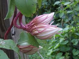 Night blooming cereus ( hylocereus undatus and others) is a classic night blooming species. How To Make Night Blooming Cereus Bloom Diy