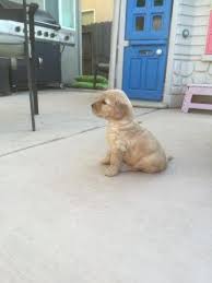 Goldendoodle dandies offer you a wonderful pet and companion and one that is allergy friendly, low shed, and low dander too! Goldendoodle Puppies Almost Ready For New Homes For Sale In San Diego California Classified Americanlisted Com