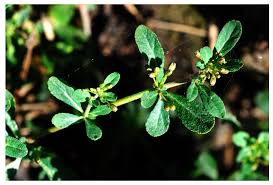 Image result for Glinus