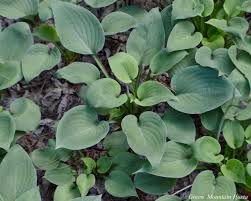 Plant in afternoon to full shade. Buy Green Hosta Varieties Online Green Mountain Hosta In Vermont