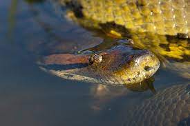 Are You Crazy Enough To Go Diving In The Murky Waters Of The Amazon Anaconda Facts Rainforest Animals List Anaconda