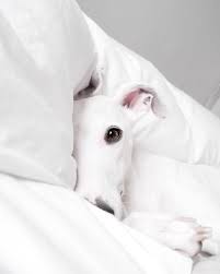 Black And White Greyhound Racing Pin By S Berger On House Of Hounds Greyhound Grey Hound Dog Beautiful Dogs