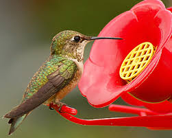 Watching hummingbirds is a delightful way to pass the time, and it's however, the extra time is worth it when you see the hummingbird surround such a beautiful feeder. Hummingbird Nectar Recipe Domino Sugar