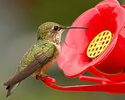 Hummingbird Nectar Recipe Domino Sugar