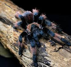 Image result for Emilia brachycephala