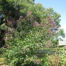 Image result for Vernonia infundibularis