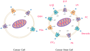 Is the largest wholesale distributor of roofing in the united states and one of. Ijms Free Full Text Abc Transporters In Cancer Stem Cells Beyond Chemoresistance Html