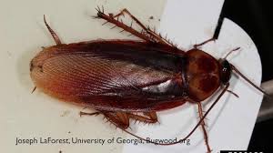 Whether big or small, creepy crawlies never fail to send some of us in a screeching frenzy 2. How To Get Rid Of Roaches Diy Pest Control Youtube