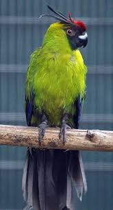 Colorful Bird With Big Feathers Pin De Tim Lovesdaffodils Em Birds Aves Papagaio Animais Selvagens