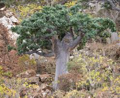 Image result for Sterculia africana