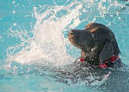 Piscine Pour Chien Le Guide D Achat Pourquoi Comment Combien Piscine Advisor