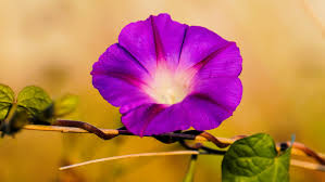 Image result for Hippocratea graciliflora