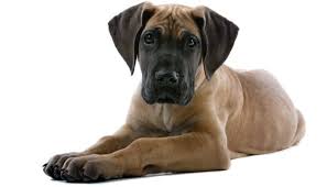 Your great dane puppy is going to gain weight quickly! How Much To Feed A Great Dane Puppy 4 Week 6 Week 8 Week Old