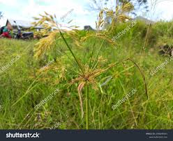 Image result for Cyperus longus