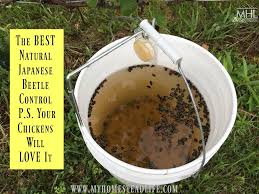 Japanese beetles (popillia japonica) are small insects that carry a big threat. The Best Natural Japanese Beetle Control P S Your Chickens Will Love It My Homestead Life