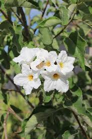 Image result for Cordia