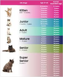‪Cat care by life stage - International Cat Care‬‏
