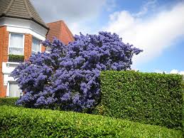 Frequently, the tree's height is reported as 18 or 18½ feet tall. Blue Flowers Dense Tree Photograph By Basant Soni