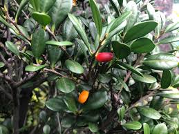 Image result for Diospyros ferrea