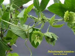 Image result for Dalechampia capensis