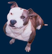 How much do they bark? Apbr Pit Bull Pictures An International Pit Bull Registry And Information Resource The Internets Most Comprehensive Site On Pit Bulls Everything Pit Bull And More
