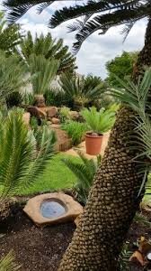 Cycad Garden Landscape Design Tropical Landscaping Landscape Plans