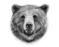 How to draw realistic grizzly bears illustration tutorials. Realistic Grizzly Bear Head Drawing