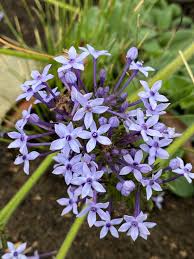 Image result for Pentanisia