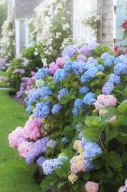 Old North Wharf In Nantucket Kristy New England Hydrangea Garden Beautiful Flowers Garden Flower Landscape