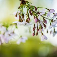 Many broadleaf trees have white flowers. Blooming Tree Branches With White Flowers Cherry Blooming Springtime Park In England Uk Stock Images Page Everypixel