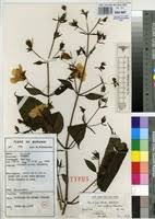 Image result for Mimulopsis