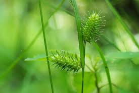 Image result for Carex lycurus
