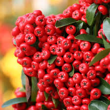 Image result for Pyracantha coccinea red column