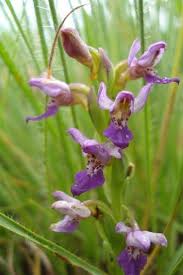 Image result for Brachycorythis buchananii