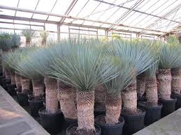 Yucca Rostrata 20 30cm Stamm Winterhart Pflanze Im Topf Bis 23 C In Garten Amp Terrasse Pflanzen Samereien Amp Zwie Plants Dry Garden Outdoor Plants