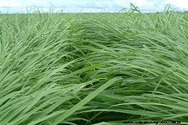 Image result for Panicum infestum