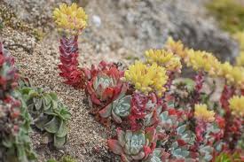 Image result for Bolusiella fractiflexa