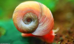 In the aquarium, your assassin snails will snack on pest snails and any leftover fish foods they can find. Ramshorn Snail Care Size Food Reproduction Lifespan Video