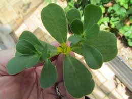 It is a succulent spongy plant and contains gum like substance. Simple Savings